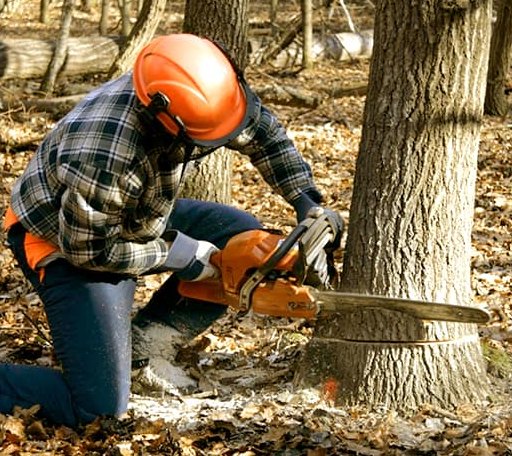 Tree Removal in Bluffton, TX